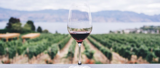 Wine Tastings on the French Riviera: Explore the Terroirs of Provence