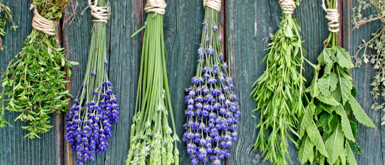 The herbs of Provence